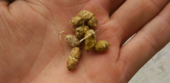竹鼠便秘后拉的粪便