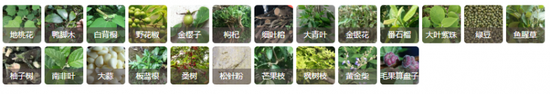 中草药预防竹鼠疾病