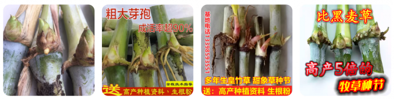在淘宝上卖竹鼠青饲料