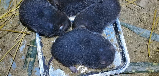 竹鼠吃米糠