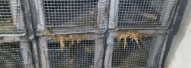 在竹鼠鼠池门下留斜口方便竹鼠将残余物推到外面