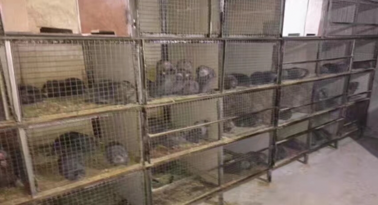 竹鼠鼠池:网状材料多层立体池