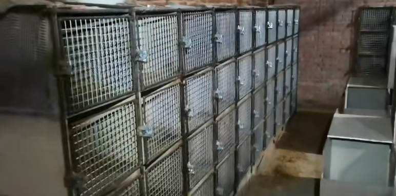 竹鼠鼠池:瓷砖铁丝混合多层立体池