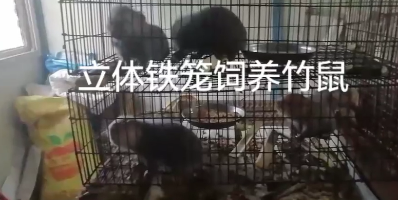 竹鼠鼠池:笼养多层立体池