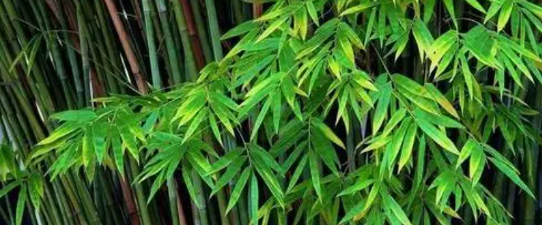 可喂竹鼠食用竹子之一:箭竹