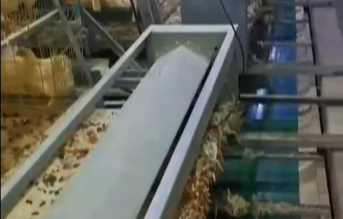 传送带应用到养鸡