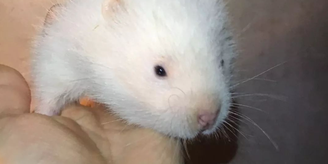 花白竹鼠