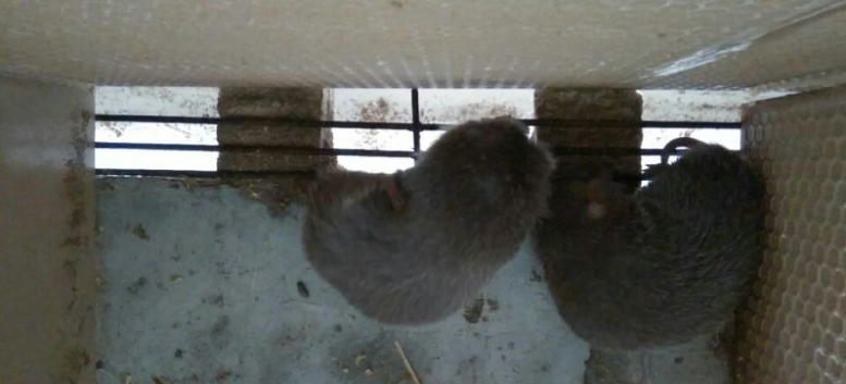 竹鼠鼠池漏粪口设计