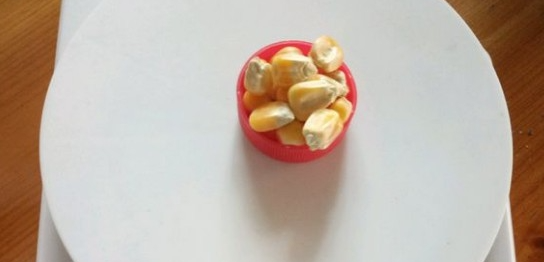 一只竹鼠每餐的玉米量