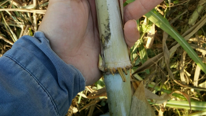 什么是皇竹草