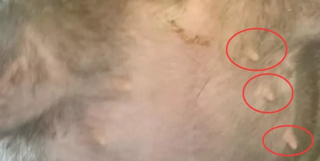 竹鼠怀孕判断:看乳头