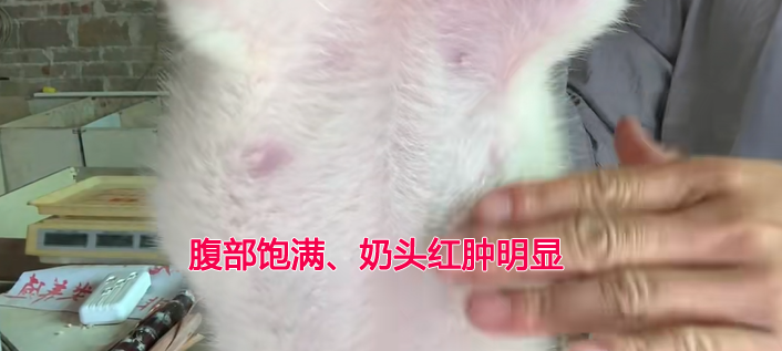 竹鼠怀孕判断:看腹沟
