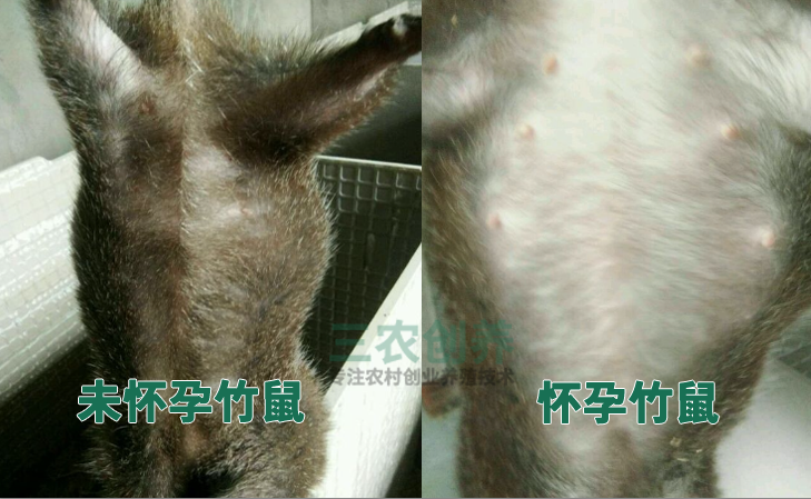竹鼠怀孕前后对比