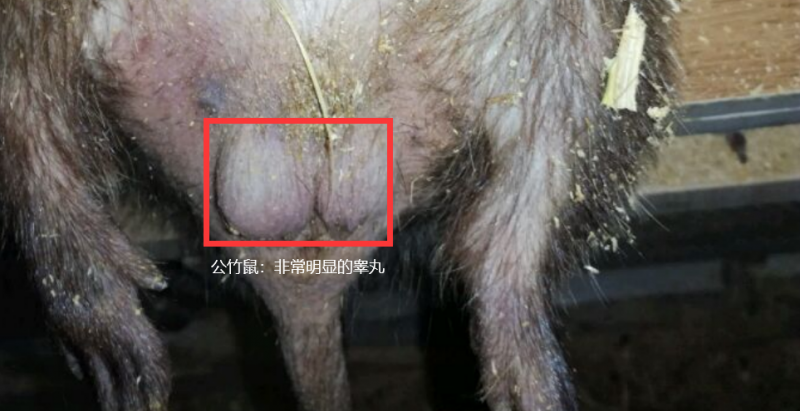 公竹鼠辨别