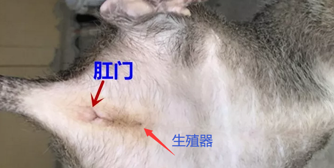 公竹鼠辨别:肝门
