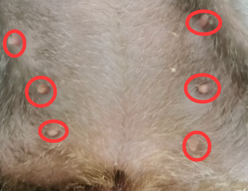 通过成排乳头辨别竹鼠公母