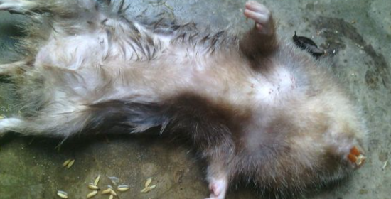 竹鼠感染寄生虫死亡