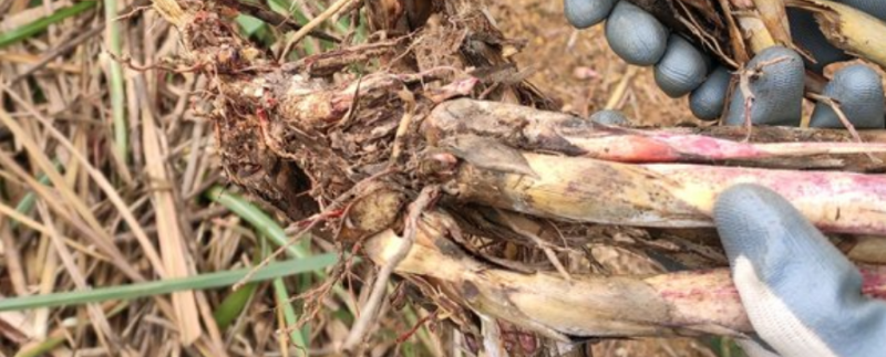 茅草根治疗竹鼠拉稀