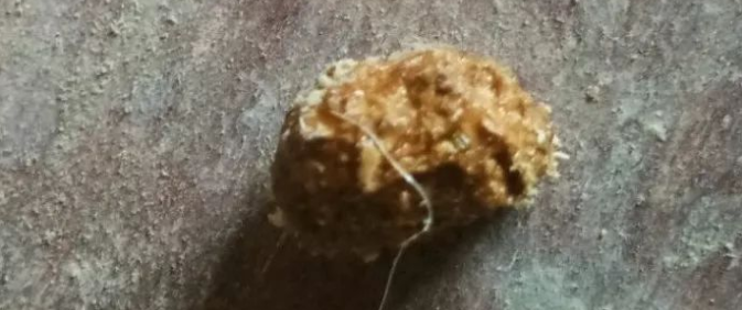 竹鼠肠炎症状:粪便颗粒小、表面带液体