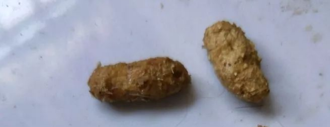 竹鼠肠炎症状:粪便开始变小,成团,粘一起