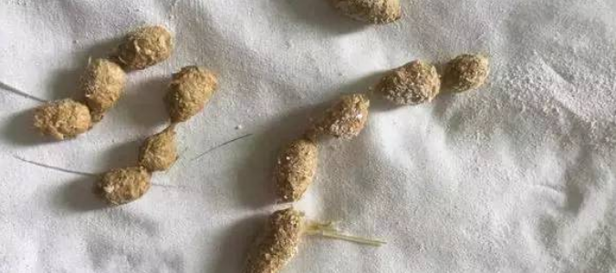竹鼠肠炎症状:拉串串屎