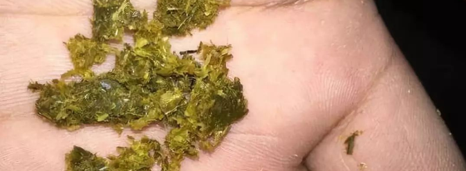 竹鼠肠炎症状:粪便不成型,松散,一捏就碎