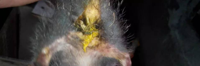 竹鼠季节性肠炎腹泻