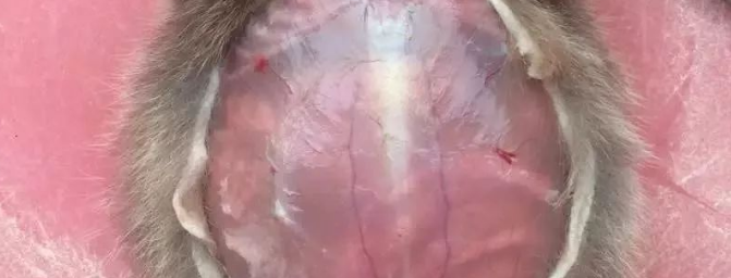 竹鼠大肠杆菌早期症状