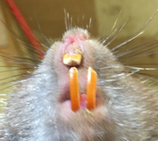 竹鼠磨牙