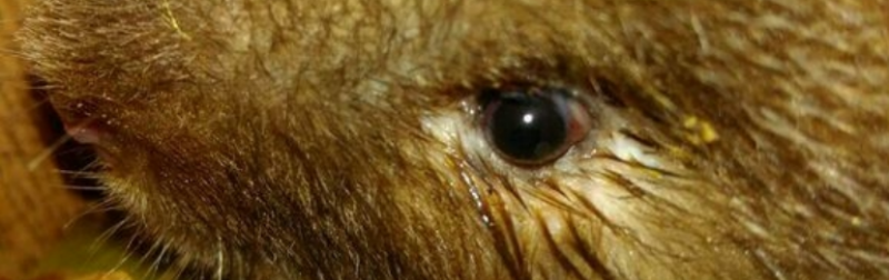 竹鼠感冒症状:流眼泪