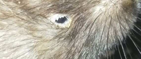 竹鼠上火症状:竹鼠眼角会流眼屎