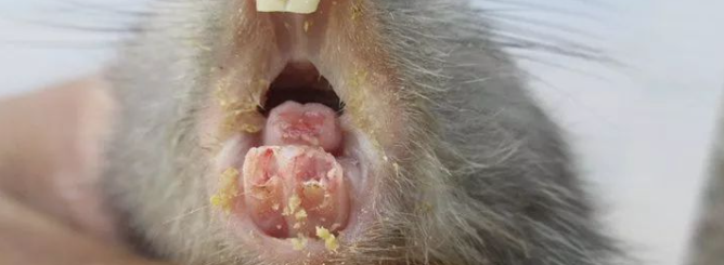 竹鼠口腔溃疡:舌尖起泡、舌面溃疡