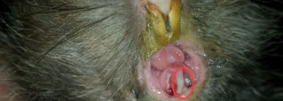竹鼠口腔溃疡:竹鼠嘴角、口腔内壁起泡(白色脓泡)