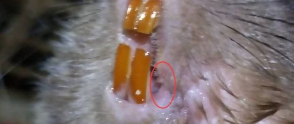 竹鼠口腔溃疡:口腔内壁泛红外加流口水