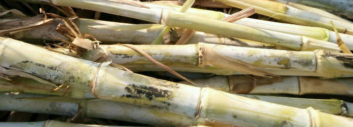 竹鼠可以喂皇竹草吗