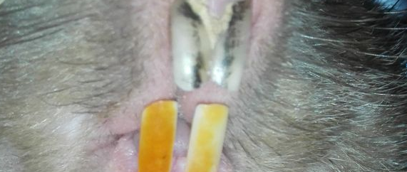 竹鼠白牙怎么办