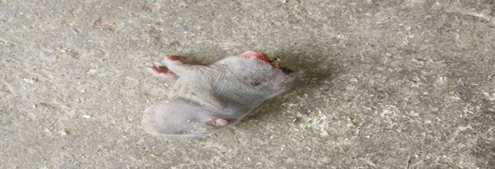 20多天的仔竹鼠往往从尾部吃起，再吃身体，留下头部不吃