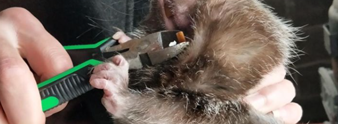 竹鼠剪牙
