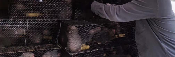 竹鼠到场开始卸笼