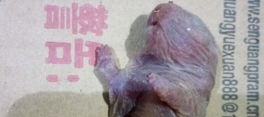 生出来的竹鼠营养不良,生出来就死了