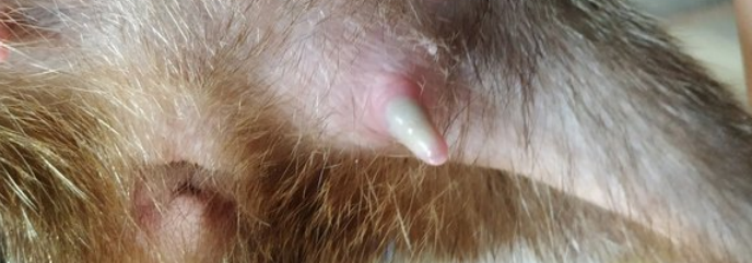 竹鼠乳头发炎引起肿胀发浓