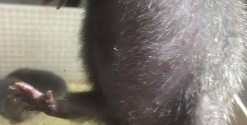 竹鼠胀气