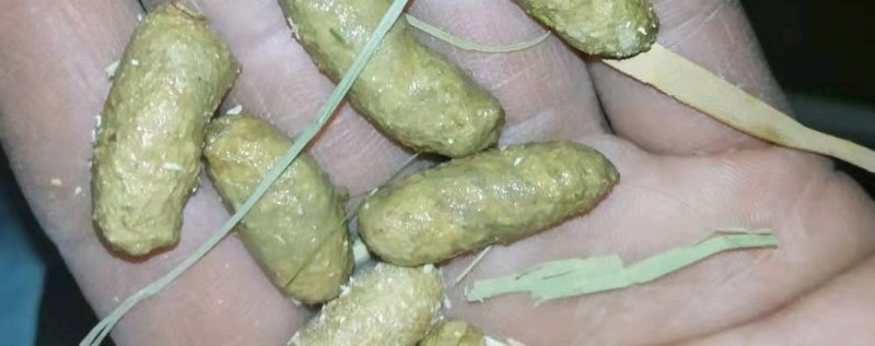 正常竹鼠粪便