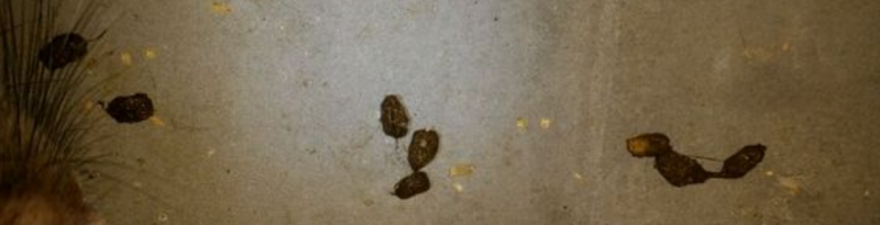 竹鼠拉黑又小又硬、有汽泡
