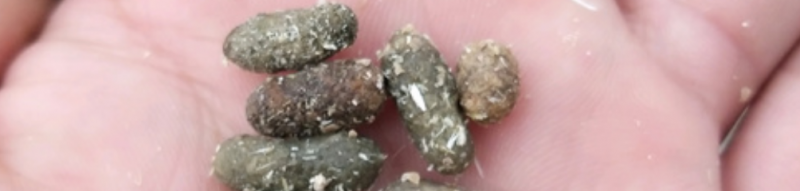 竹鼠拉黑屎表面总是有一层液体状附着物